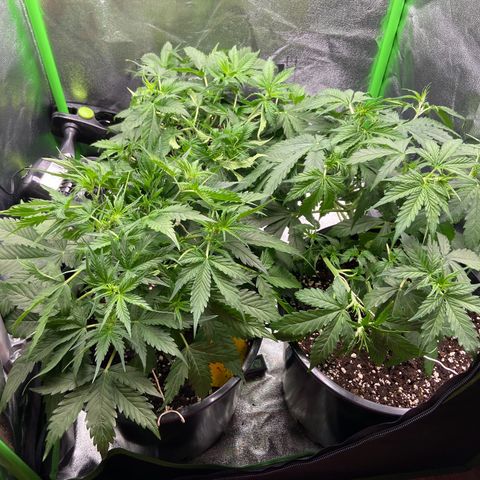 Critical Auto - Barneys Farm Deutsch growlog timeline photo