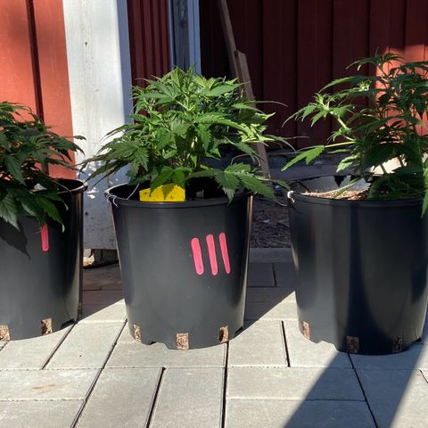 Critical Auto - Barneys Farm Deutsch growlog timeline photo
