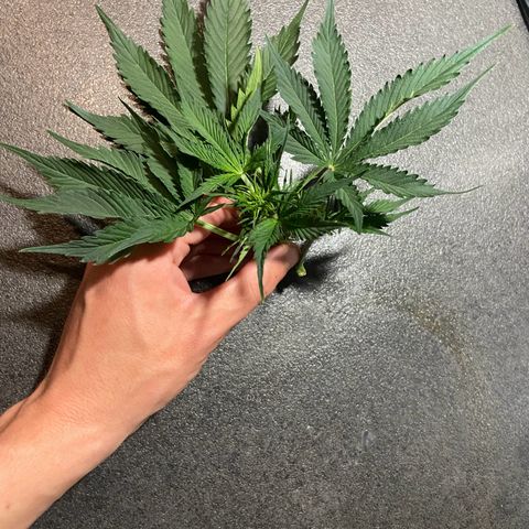 Critical Auto - Barneys Farm Deutsch growlog timeline photo