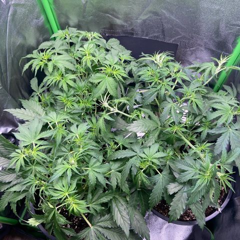 Critical Auto - Barneys Farm Deutsch growlog timeline photo