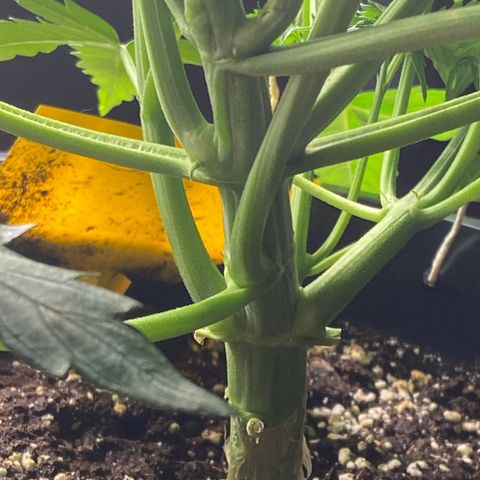 Critical Auto - Barneys Farm Deutsch growlog timeline photo