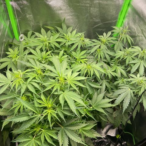 Critical Auto - Barneys Farm Deutsch growlog timeline photo