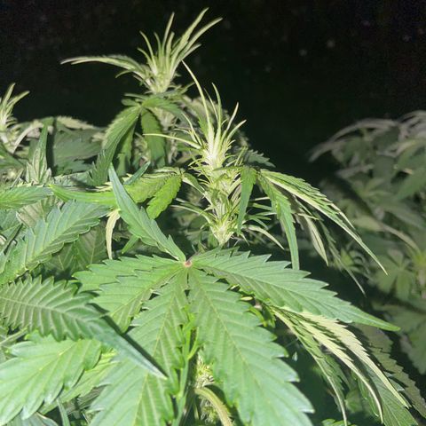 Critical Auto - Barneys Farm Deutsch growlog timeline photo