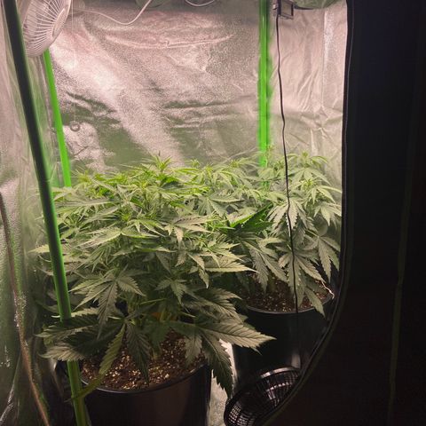 Critical Auto - Barneys Farm Deutsch growlog timeline photo