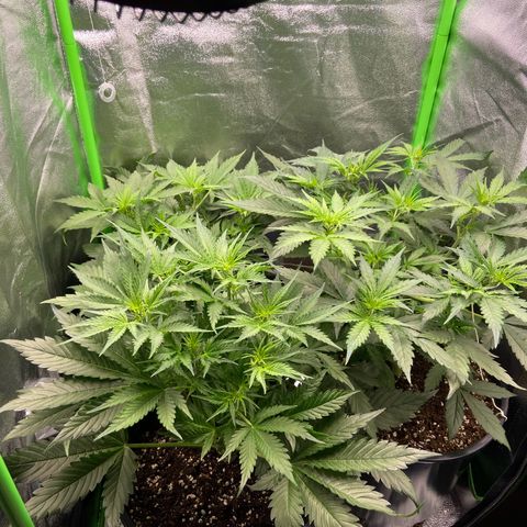 Critical Auto - Barneys Farm Deutsch growlog timeline photo