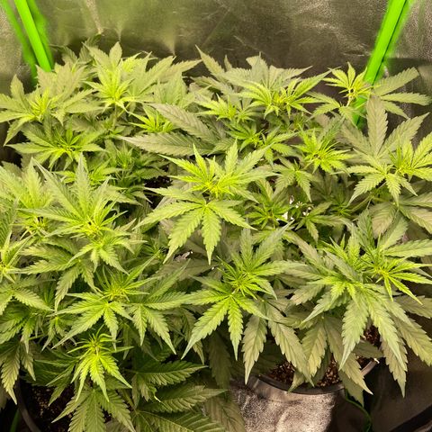 Critical Auto - Barneys Farm Deutsch growlog timeline photo