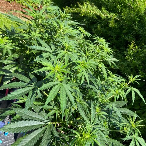 Critical Auto - Barneys Farm Deutsch growlog timeline photo