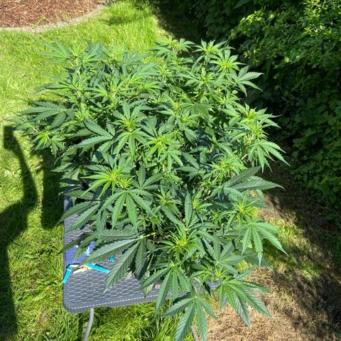 Critical Auto - Barneys Farm Deutsch growlog timeline photo