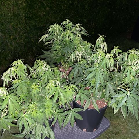 Critical Auto - Barneys Farm Deutsch growlog timeline photo