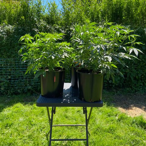 Critical Auto - Barneys Farm Deutsch growlog timeline photo