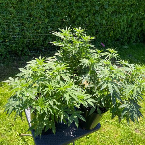 Critical Auto - Barneys Farm Deutsch growlog timeline photo