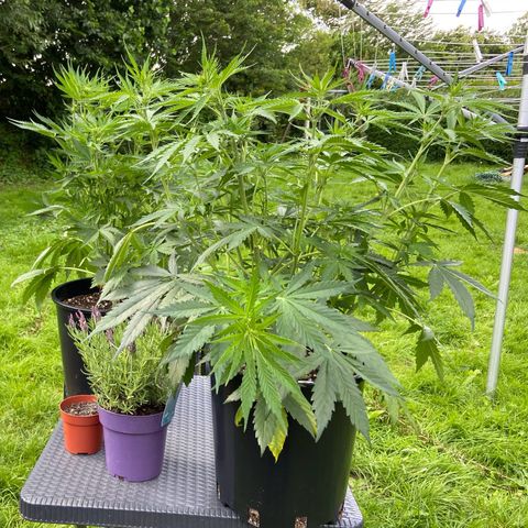 Critical Auto - Barneys Farm Deutsch growlog timeline photo