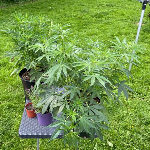 Critical Auto - Barneys Farm Deutsch growlog timeline photo