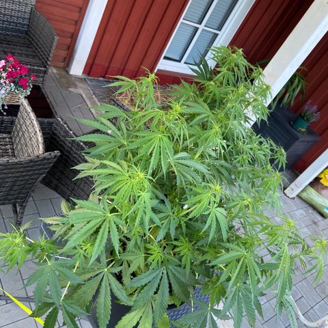 Critical Auto - Barneys Farm Deutsch growlog timeline photo