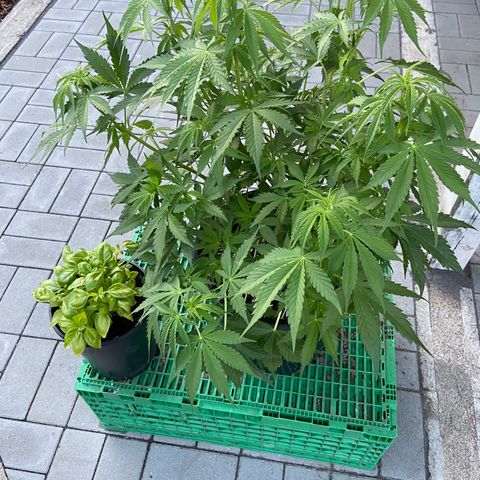 Critical Auto - Barneys Farm Deutsch growlog timeline photo