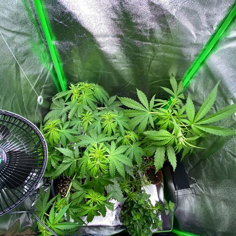 Critical Auto - Barneys Farm Deutsch growlog photo: Die zwei Damen, die recht früh nach draußen umziehen mussten, kommen nun die nächsten Tage über ins Zelt unter Gesellschaft von Baldrian, Rosmarin, einer Minze und meinen kleinen Pedros.