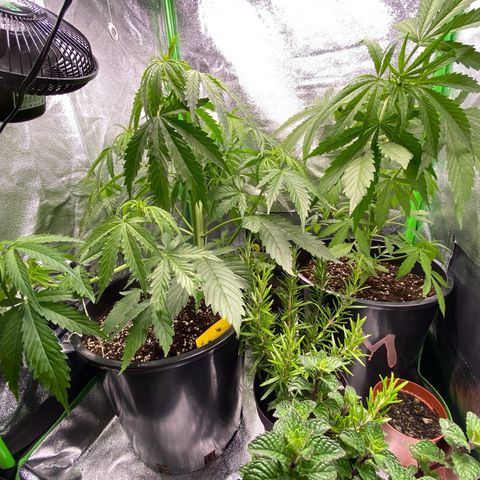 Critical Auto - Barneys Farm Deutsch growlog photo: Die zwei Damen, die recht früh nach draußen umziehen mussten, kommen nun die nächsten Tage über ins Zelt unter Gesellschaft von Baldrian, Rosmarin, einer Minze und meinen kleinen Pedros.