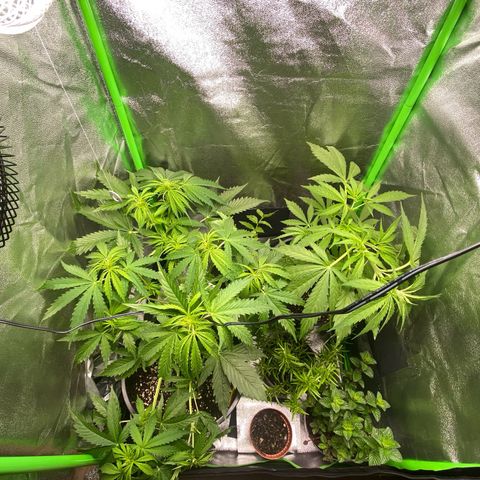 Critical Auto - Barneys Farm Deutsch growlog timeline photo