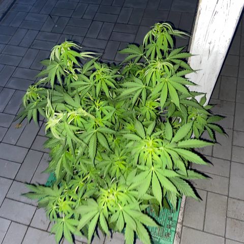 Critical Auto - Barneys Farm Deutsch growlog timeline photo
