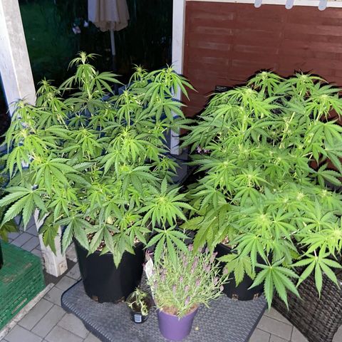 Critical Auto - Barneys Farm Deutsch growlog timeline photo