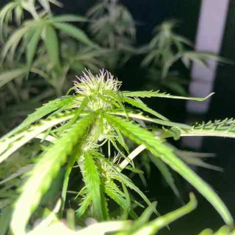 Critical Auto - Barneys Farm Deutsch growlog timeline photo