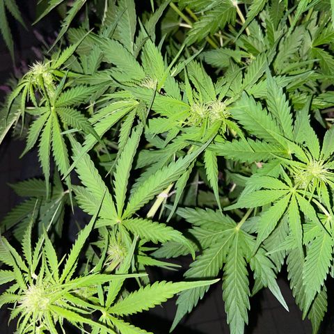 Critical Auto - Barneys Farm Deutsch growlog timeline photo