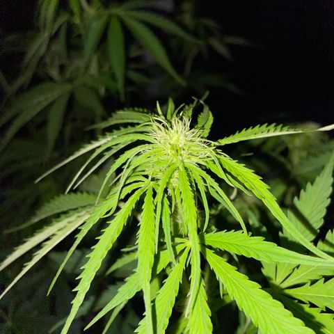 Critical Auto - Barneys Farm Deutsch growlog timeline photo