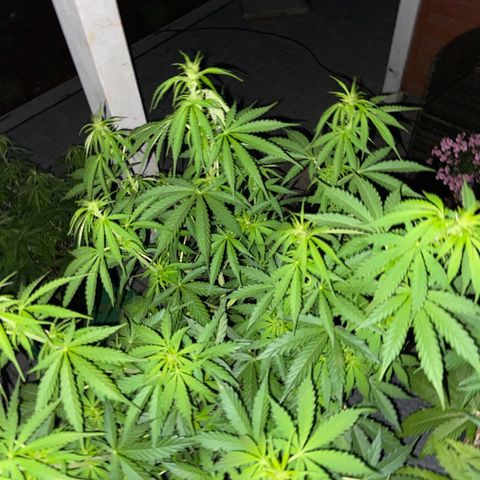 Critical Auto - Barneys Farm Deutsch growlog timeline photo