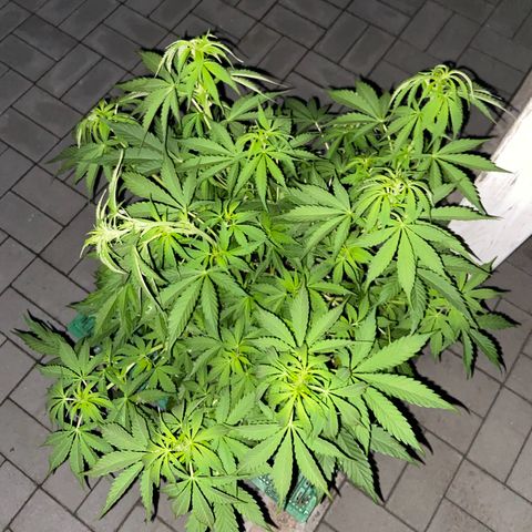 Critical Auto - Barneys Farm Deutsch growlog timeline photo