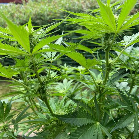 Critical Auto - Barneys Farm Deutsch growlog timeline photo
