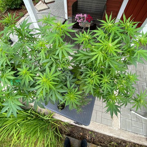 Critical Auto - Barneys Farm Deutsch growlog timeline photo