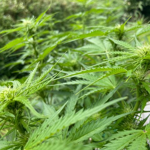 Critical Auto - Barneys Farm Deutsch growlog timeline photo