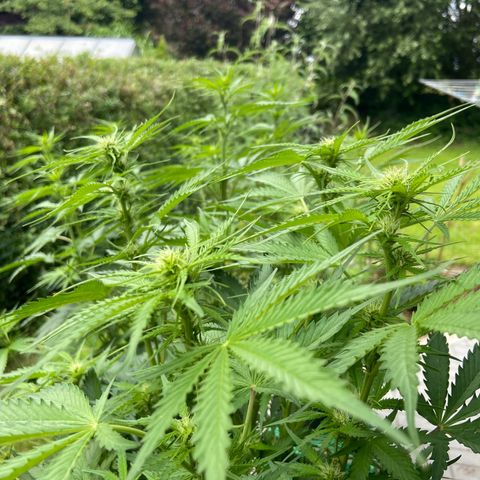 Critical Auto - Barneys Farm Deutsch growlog timeline photo