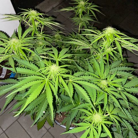 Critical Auto - Barneys Farm Deutsch growlog timeline photo