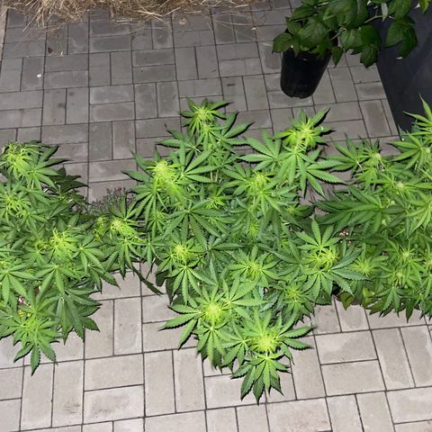 Critical Auto - Barneys Farm Deutsch growlog timeline photo