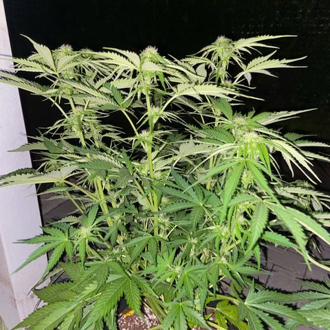 Critical Auto - Barneys Farm Deutsch growlog timeline photo