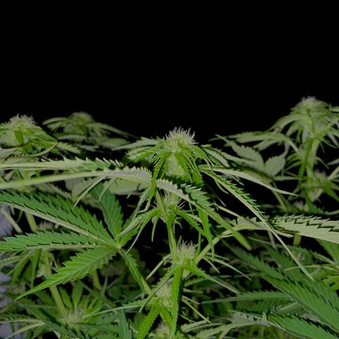 Critical Auto - Barneys Farm Deutsch growlog timeline photo