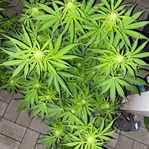 Critical Auto - Barneys Farm Deutsch growlog timeline photo