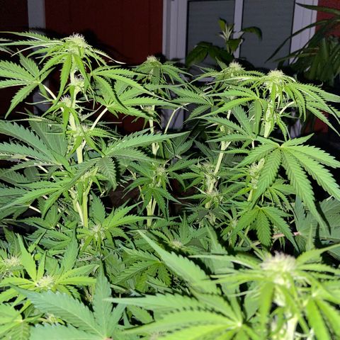 Critical Auto - Barneys Farm Deutsch growlog timeline photo