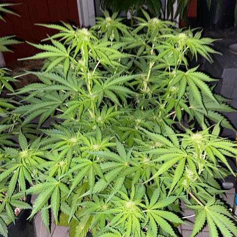 Critical Auto - Barneys Farm Deutsch growlog timeline photo
