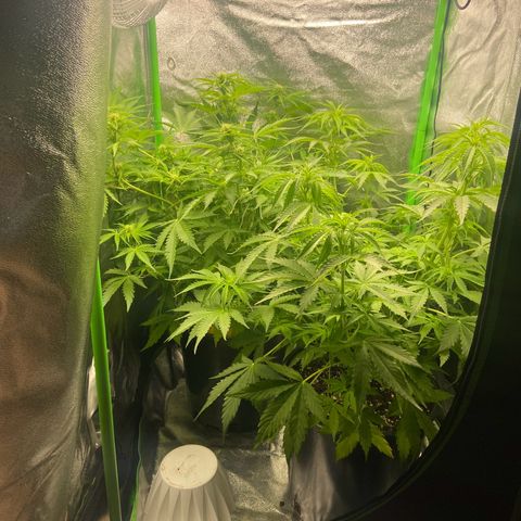 Critical Auto - Barneys Farm Deutsch growlog timeline photo