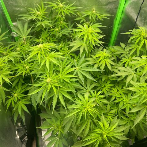 Critical Auto - Barneys Farm Deutsch growlog timeline photo