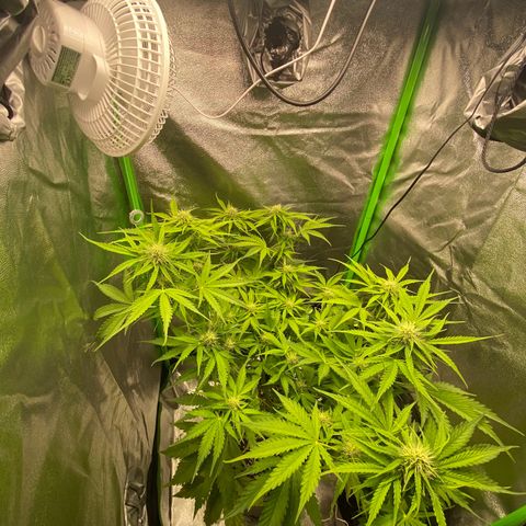 Critical Auto - Barneys Farm Deutsch growlog timeline photo