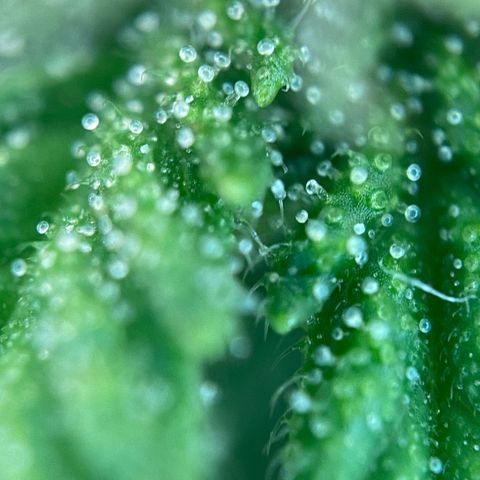 Critical Auto - Barneys Farm Deutsch growlog timeline photo