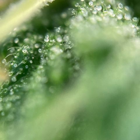 Critical Auto - Barneys Farm Deutsch growlog timeline photo