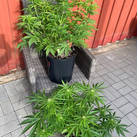 Critical Auto - Barneys Farm Deutsch growlog timeline photo