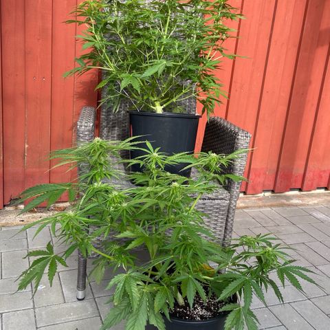 Critical Auto - Barneys Farm Deutsch growlog timeline photo