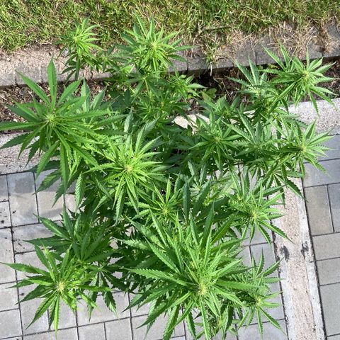 Critical Auto - Barneys Farm Deutsch growlog timeline photo