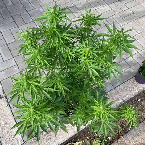Critical Auto - Barneys Farm Deutsch growlog timeline photo