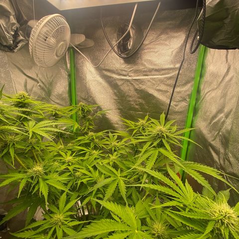 Critical Auto - Barneys Farm Deutsch growlog timeline photo